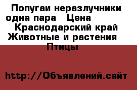 Попугаи неразлучники одна пара › Цена ­ 2 000 - Краснодарский край Животные и растения » Птицы   
